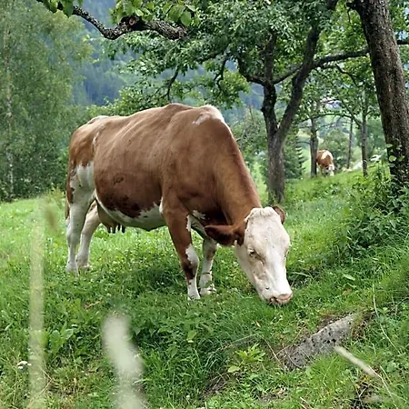Biobauernhof Spieszschweiger