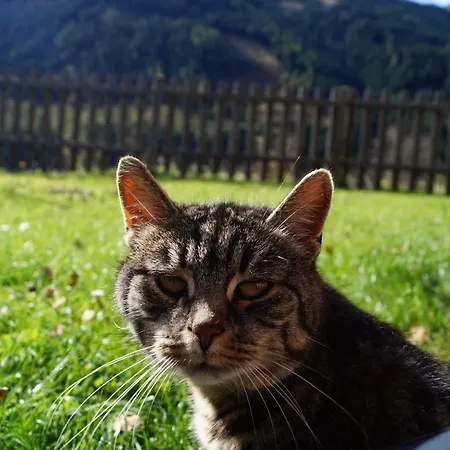 Biobauernhof Spieszschweiger