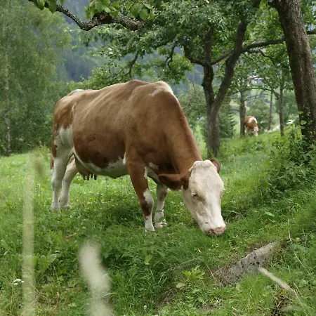 博奥恩福斯派维格农家乐 农家乐