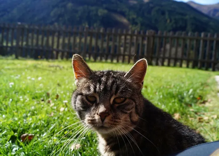 Biobauernhof Spieszschweiger