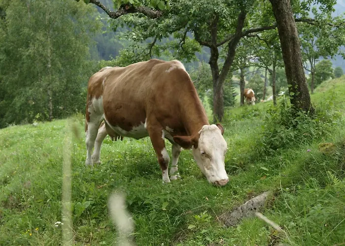 Biobauernhof Spieszschweiger Farm stay