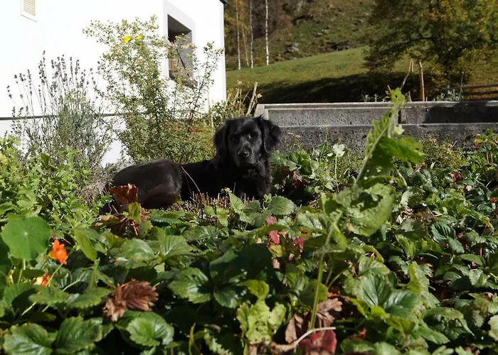 Farm stay Biobauernhof Spieszschweiger